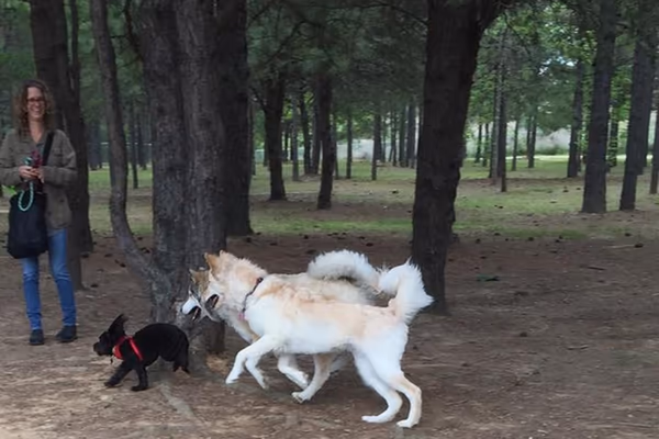 Dog Park at Shuffletown Park